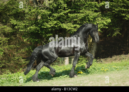Cheval frison - tournant sur meadow Banque D'Images