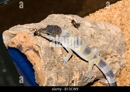 Le gecko léopard (Eublepharis macularius) Banque D'Images