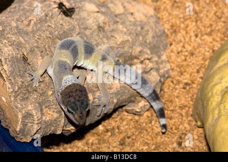 Le gecko léopard (Eublepharis macularius) - Un des rares lézards qui ont les paupières. Banque D'Images