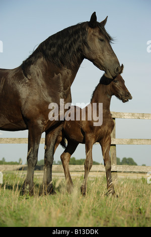 Les chevaux frisons - mare avec poulain Banque D'Images
