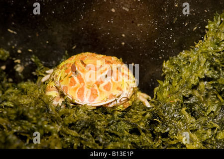 Pacman frog - Grenouille cornue Banque D'Images