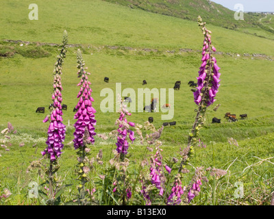 Paysage de fauxgants fleuris et de pâturage de bétail sur les collines de la Bollberry Down, South Hams, Devon. ROYAUME-UNI Banque D'Images