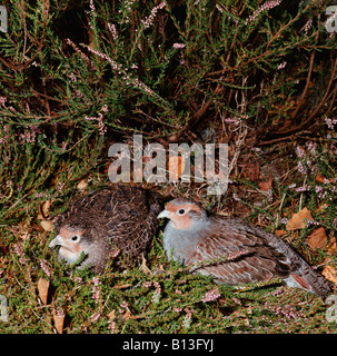 La Perdrix Grise Perdix Perdix Au Nid Couple De Perdrix Grise Au Nid France Construction Constructions Animal Animaux Bebes Photo Stock Alamy