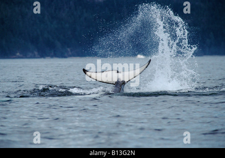 Orque Orque frappant l'eau avec sa queue pendant la chasse ORCINUS ORCA Actions Action espèces espèces antarctiques Antarctique Antarc Banque D'Images