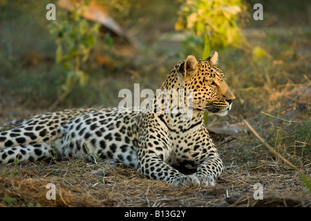 Adult African léopard, Panthera pardus, couchée dans une tache de lumière et d'alerte dans l'observation de Moremi Okavango Delta Afrique Botswana Banque D'Images