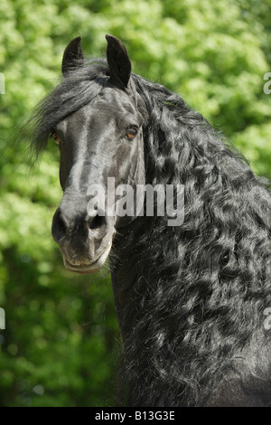 Cheval frison - portrait Banque D'Images