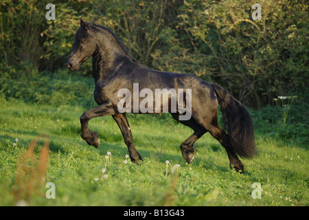 Cheval frison - tournant sur meadow Banque D'Images