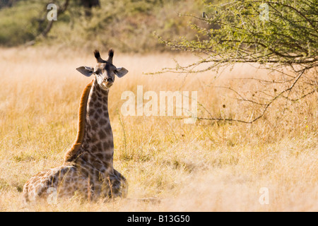 Portrait de bébé girafe, Giraffidae, assis dans un seul champ herbeux à innocents et vulnérables dans le Delta de l'Okavango Moremi Afrique Banque D'Images