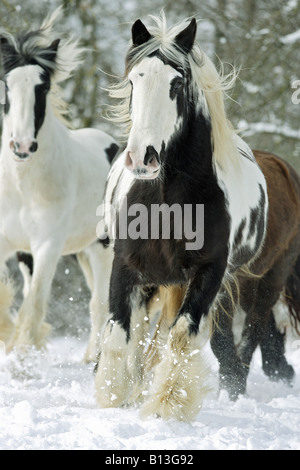 Gypsy Cob, Tinker. Trois chevaux galopant dans la neige Banque D'Images