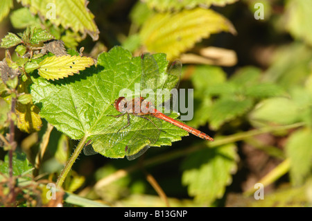 (Sympetrum vulgatum Dard Vagrant, homme) Banque D'Images