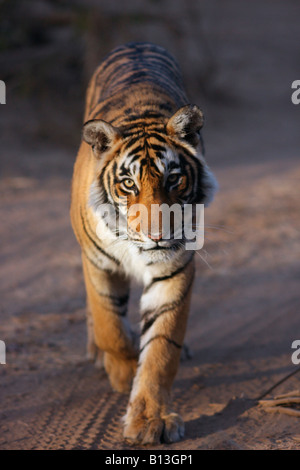 Tigre du Bengale dans la lumière du matin à la Réserve de tigres de Ranthambore, le Rajasthan en Inde. (Panthera tigris) Banque D'Images