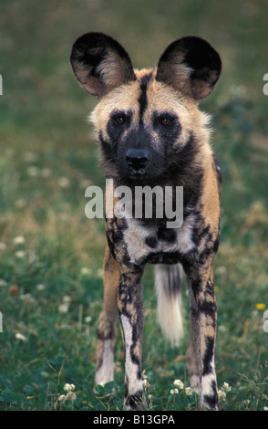 Lycaon Afrikanischer Wildhund Hyaenenhund Chien de chasse africains Lycaon pictus chien sauvage d'Afrique Afrique animaux animaux canidé Banque D'Images