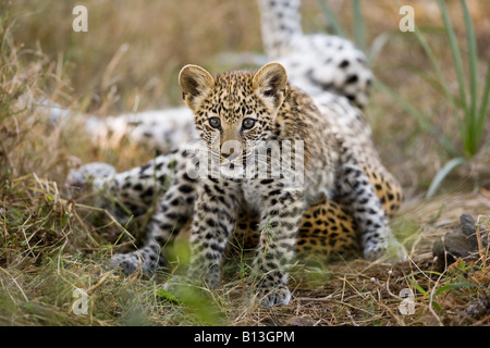 Funny bébé animal petit leopard cub, Panthera pardus, assis sur sa tête la mère couchée dans l'herbe regardant ouvrir champ Okavango Delta sud Banque D'Images
