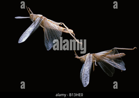 Criquet migrateur criquet migrateur Locusta migratoria Wanderheuschrecke en vol Acrididae animaux Arthropodes Arthropodes bush c Banque D'Images