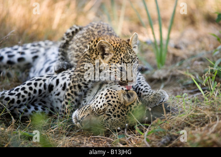 Affectueux bébé leopard cub Panthera pardus joyeusement couché sur sa mère, sa langue léchant-out alors qu'elle est en train de dormir Delta de l'Okavango au Botswana Banque D'Images