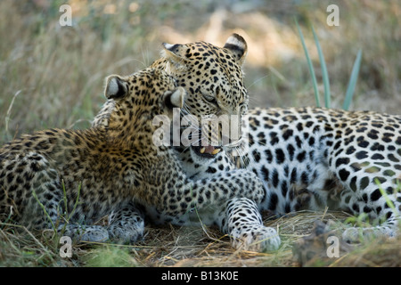 African léopard, Panthera pardus, mère et son petit jouer cub bites mère qui montre les dents dans sa désapprobation au Botswana, Okavango Delta Banque D'Images