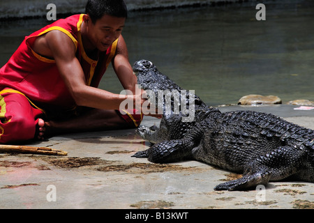 L'homme asiatique montrant l'extrême courage en mettant sa main dans une bouche de crocodile. Crocodile célèbre montre en Thaïlande. Banque D'Images