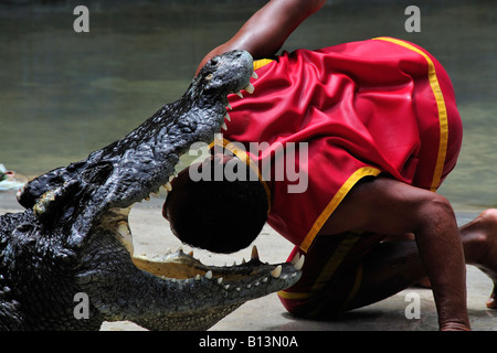 L'homme asiatique montrant l'extrême courage en mettant sa tête dans un crocodile de la bouche. Banque D'Images