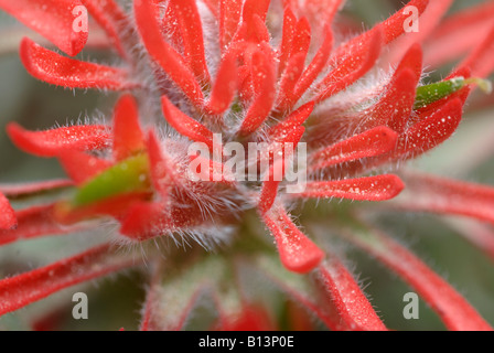 Desert paintbrush Castilleja chromosa Arches National Park Banque D'Images