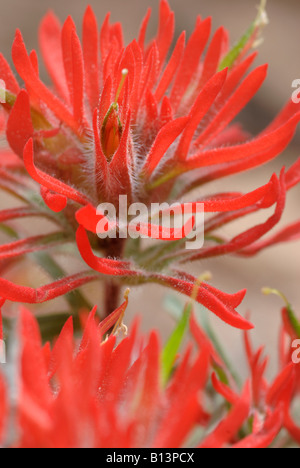 Paintbrush Castilleja chromosa [désert] - Arches National Park, Utah, USA Banque D'Images