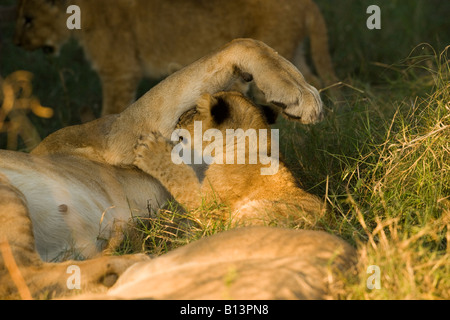 Pose d'humour Lions africains, Panthera leo, mère et son petit se reposer et jouer dans Delta de l'Okavango au Botswana Banque D'Images