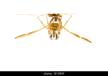 Backswimmer against white background Banque D'Images