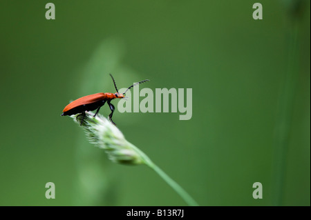 Pyrochroa serraticornis. Tête rouge cardinal beetle Banque D'Images