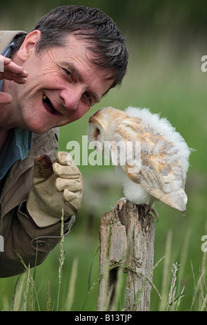 Les jeunes Effraie des clochers Tyto alba avec handler Bedfordshire Potton Banque D'Images