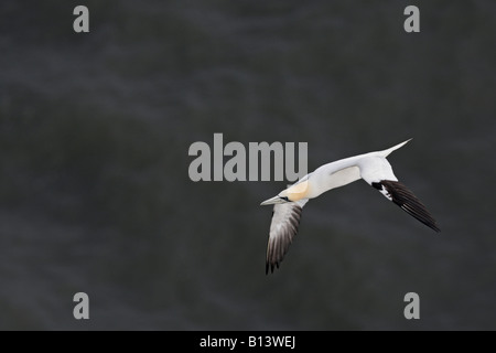 Fou de Bassan Morus bassanus en vol clifs Bempton Yorkshire Banque D'Images