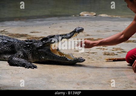 L'homme asiatique montrant l'extrême courage en mettant sa main dans une bouche de crocodile. Crocodile célèbre montre en Thaïlande. Banque D'Images