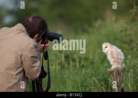 Les jeunes Effraie des clochers Tyto alba photographié par l'homme sur l'ancienne porte à Potton alerte Bedfordshire Banque D'Images