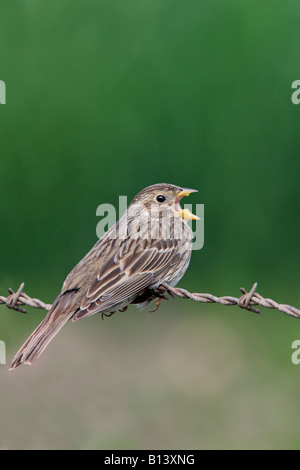 Bruant Proyer Miliaria calandra assis sur les barbelés chantant Ashwell Hertfordshire Banque D'Images