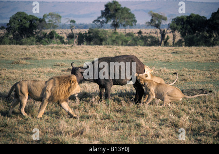 La chasse aux lions Panthera leo une femelle enceinte buffalo Masai Mara Kenya Afrique Afrique animal animaux agressifs agression attac Banque D'Images