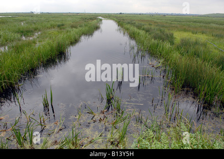 Réserve naturelle de Rainham Marshes RSPB à la périphérie de Londres Banque D'Images