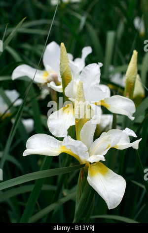 IRIS SIBIRICA JAUNE RÊVE Banque D'Images