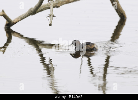 Grèbe nage passé vieille branche morte Banque D'Images