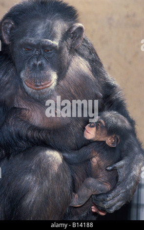 Les chimpanzés Pan troglodytes mère nourrir son bébé singe animaux afrique animaux singes bébés chimpanzés chimpanzés chimpa Banque D'Images