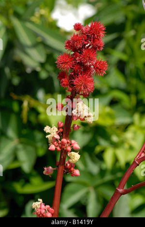 Le ricin Ricinus communis fleurs et les jeunes gousses Banque D'Images