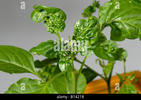 Le puceron de la pomme de terre sous serre Aulacorthum solani dommages à la pointe d'un plant de piment Banque D'Images