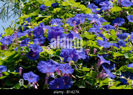 Fleurs bleu de morning glory Ipomoea spp. en fleurs dans un jardin de la Crète Banque D'Images