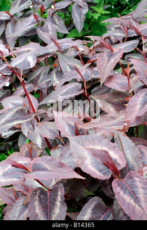 PERSICARIA MICROCEPHALA DRAGON ROUGE Banque D'Images