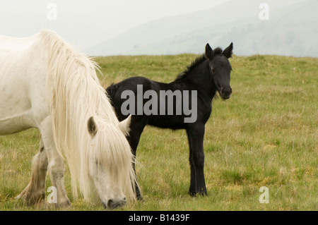 White Poney Fell avec un poulain noir suckling sur Cumbria Ravenstonedale moorland Banque D'Images