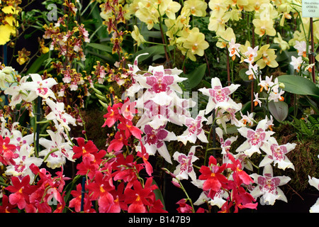 Orchidées SUR BURNHAM STAND PÉPINIÈRE RHS Chelsea Flower Show 2008 Banque D'Images