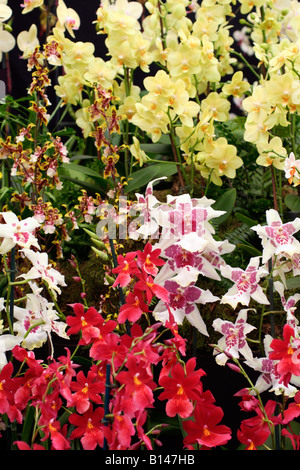 Orchidées SUR BURNHAM STAND PÉPINIÈRE RHS Chelsea Flower Show 2008 Banque D'Images