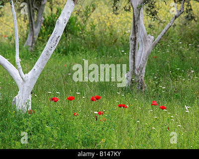 Tronc de l'arbre à grove peint en blanc avec des fleurs de pavot, près de tlos mugla turquie Banque D'Images