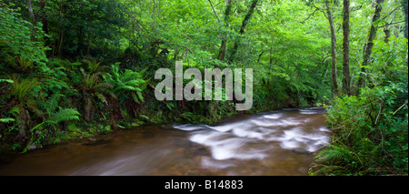 Courant Rapide de Horner l'eau dans le Parc National d'Exmoor Angleterre Somerset Banque D'Images