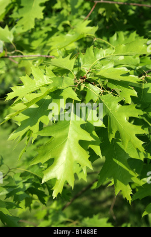 Northern Red Oak, Quercus rubra syn. Quercus borealis, Fagaceae. Banque D'Images