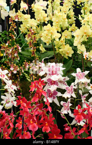 Orchidées SUR BURNHAM STAND PÉPINIÈRE RHS Chelsea Flower Show 2008 Banque D'Images