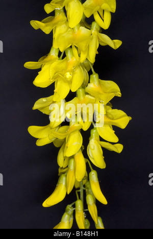 Fleurs jaunes de Laburnum également appelé Chaîne d'Or Banque D'Images