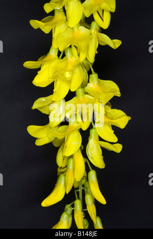 Fleurs jaunes de Laburnum également appelé Chaîne d'Or Banque D'Images